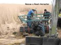rescuing a reed-harvester